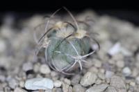 Echinocactus horizonthalonius PD 38